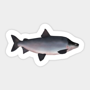 Humpback Whitefish Sticker